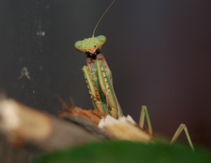 DSC_0039